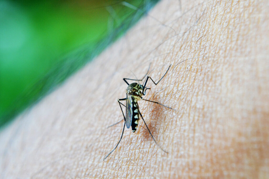 Penyakit Malaria