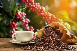 Kopi Robusta