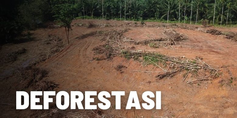 Deforestasi Ancaman Serius Bagi Lingkungan Dan Hidup Manusia