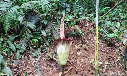 Tanaman Amorphophallus Lebih Di Kenal Dengan Bunga Bangkai