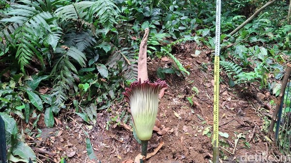 Tanaman Amorphophallus