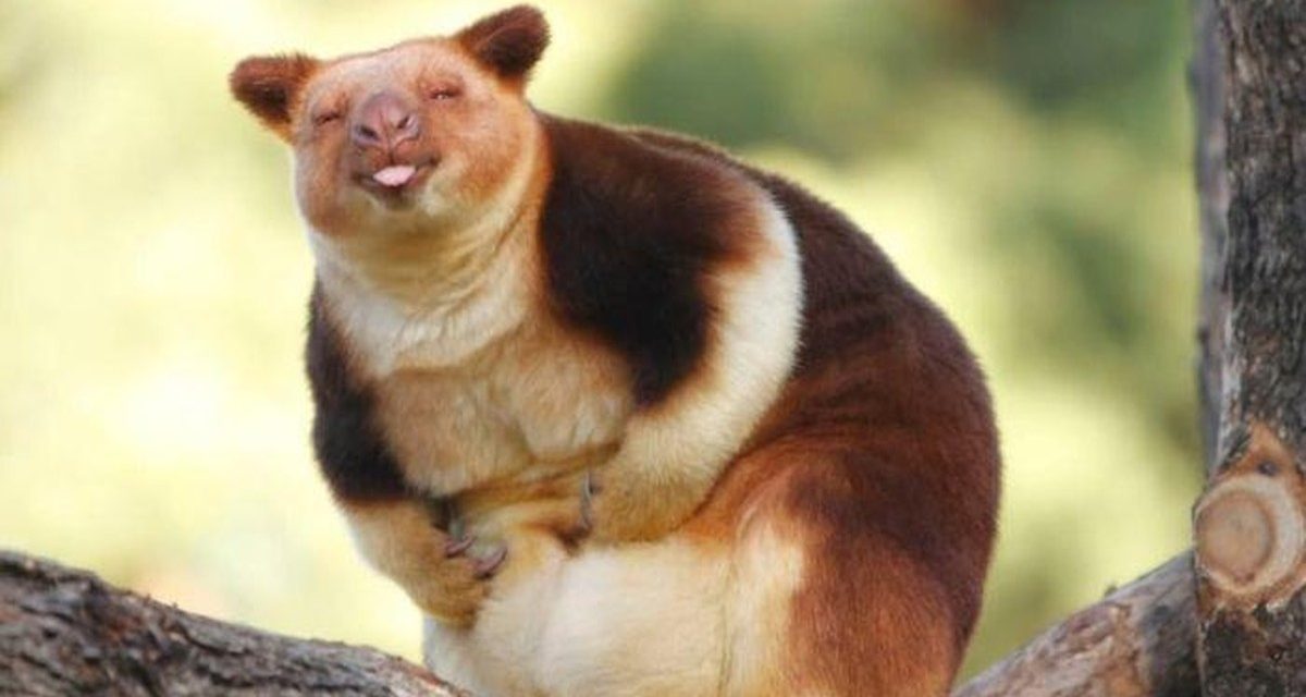 Hewan Kangguru Pohon Penampilan Yang Mencolok Dan Khas