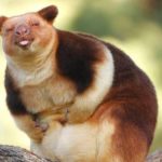 Hewan Kangguru Pohon Penampilan Yang Mencolok Dan Khas