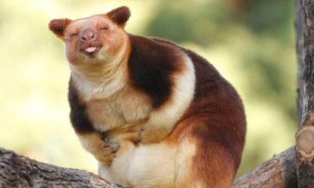 Hewan Kangguru Pohon Penampilan Yang Mencolok Dan Khas