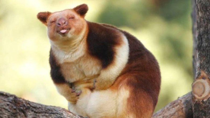 Hewan Kangguru Pohon