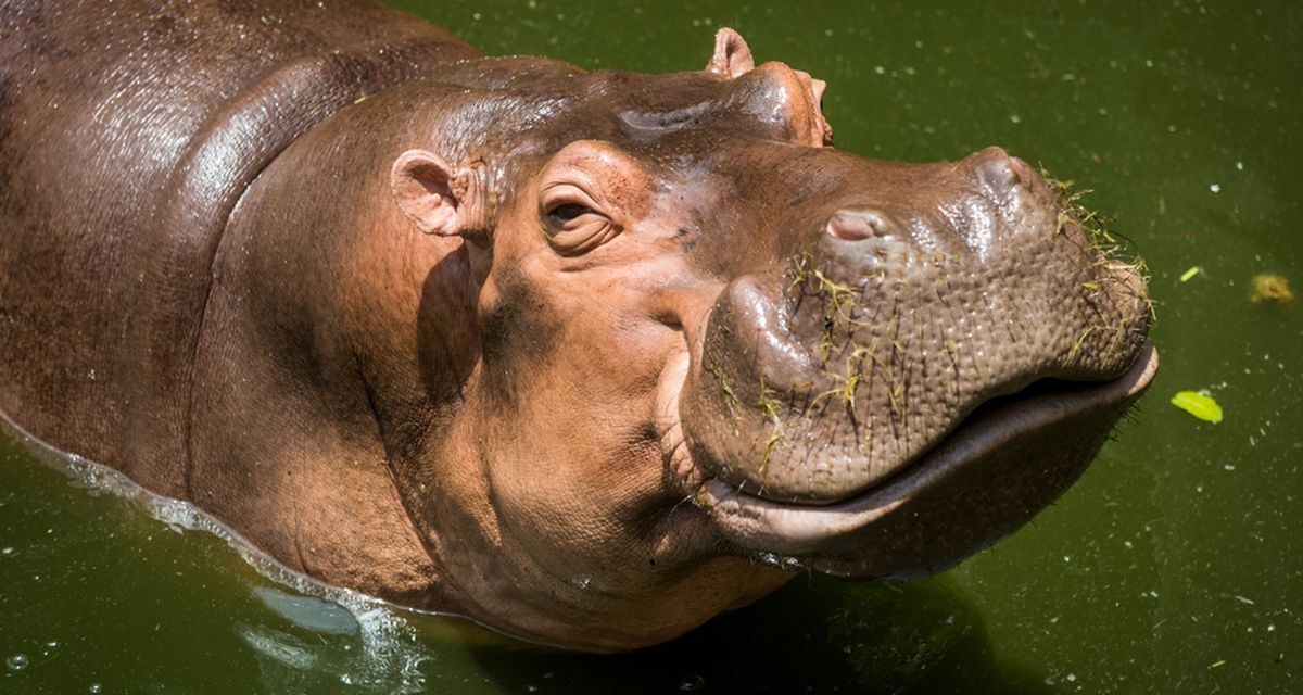 Hewan Kudanil Mamalia Besar Yang Hidup Di Darat Dan Air