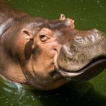 Hewan Kudanil Mamalia Besar Yang Hidup Di Darat Dan Air