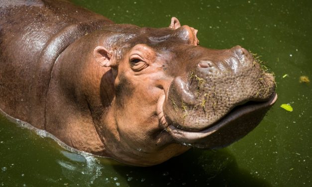 Hewan Kudanil Mamalia Besar Yang Hidup Di Darat Dan Air