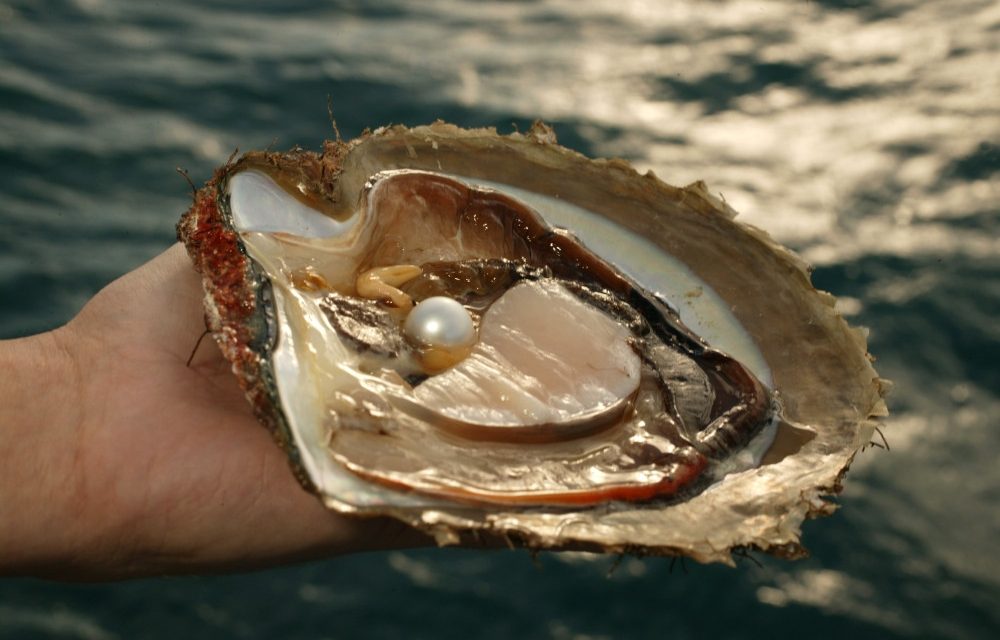 Fakta Menarik Tentang Kerang Penghasil Mutiara Di Dasar Laut