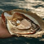 Fakta Menarik Tentang Kerang Penghasil Mutiara Di Dasar Laut