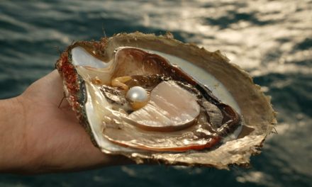 Fakta Menarik Tentang Kerang Penghasil Mutiara Di Dasar Laut