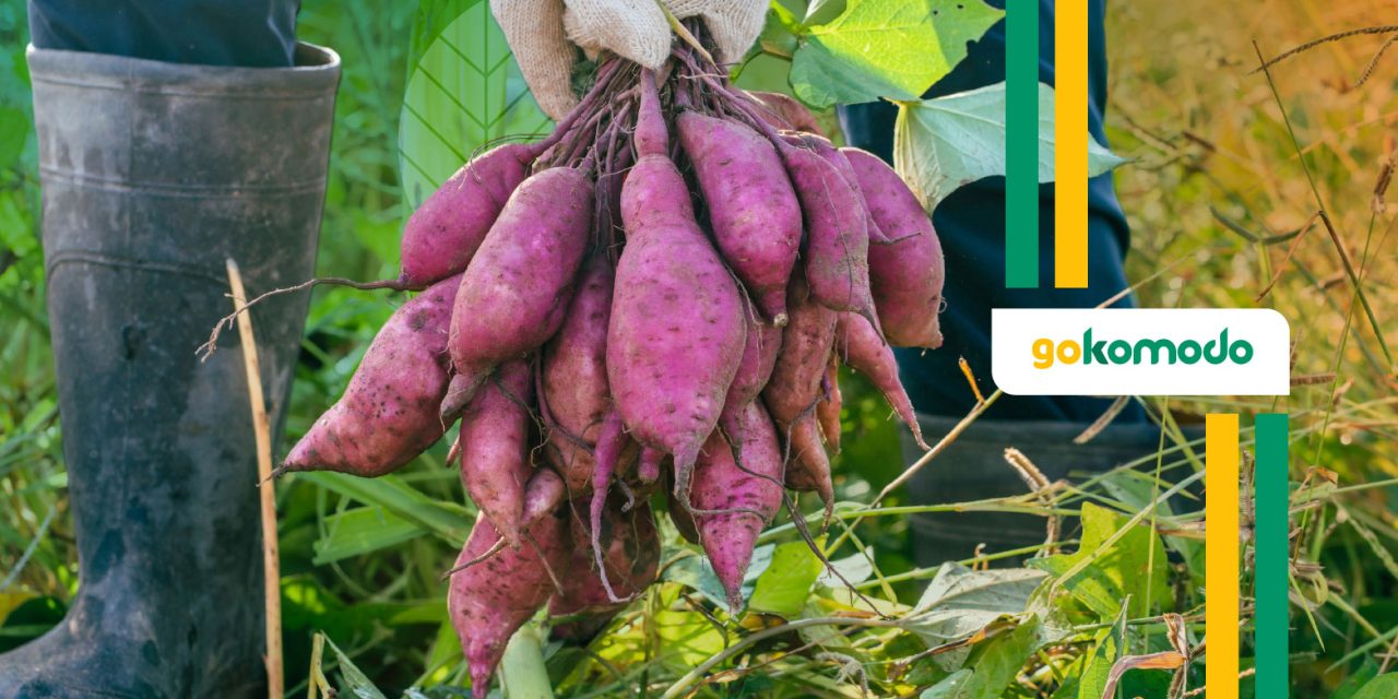 Menikmati Ubi Ungu Dalam Berbagai Hidangan Menarik