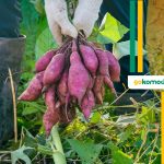 Menikmati Ubi Ungu Dalam Berbagai Hidangan Menarik
