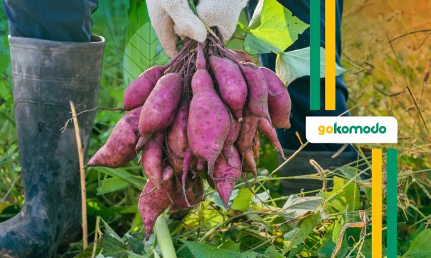 Menikmati Ubi Ungu Dalam Berbagai Hidangan Menarik