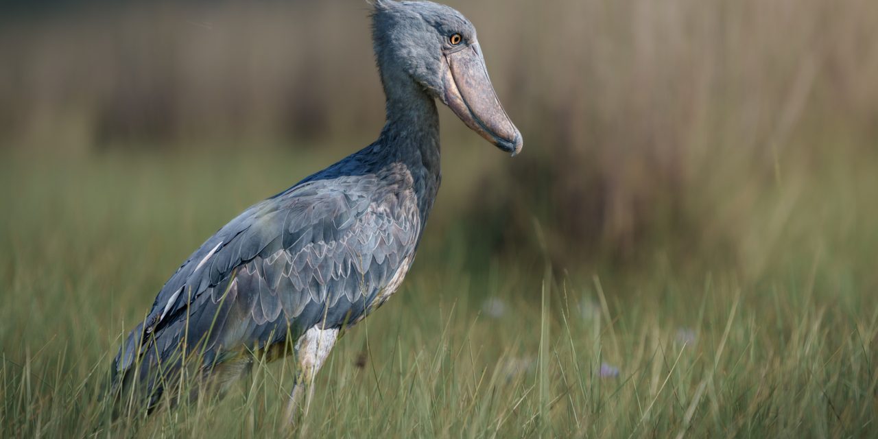 Shoebill Adalah Burung Paling Unik Dan Misterius Di Dunia
