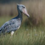 Shoebill Adalah Burung Paling Unik Dan Misterius Di Dunia