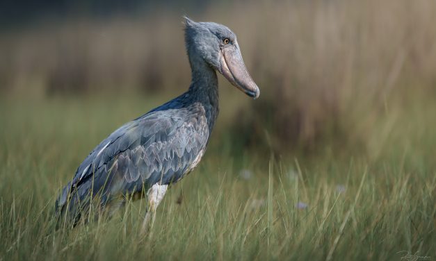 Shoebill Adalah Burung Paling Unik Dan Misterius Di Dunia