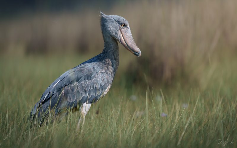Shoebill