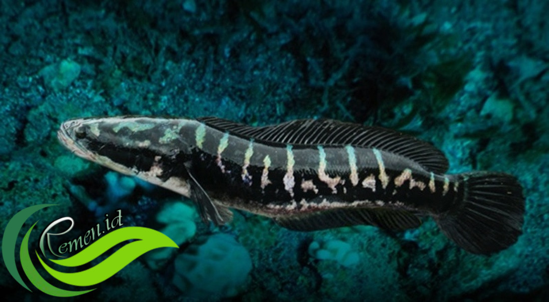 Toman (Channa Micropeltes) Ikan Predator Yang Sangat Populer