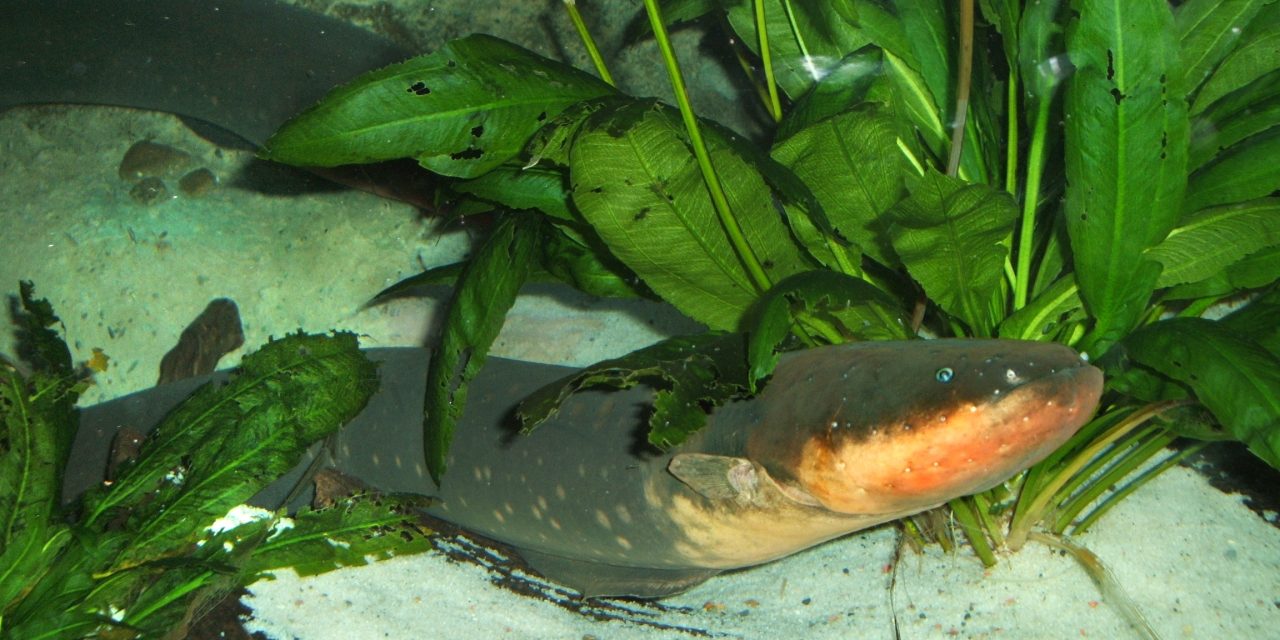 Belut Listrik Ikan Hewan Air Unik Bisa Menghasilkan Aliran Listrik