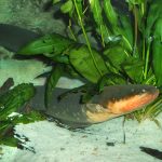 Belut Listrik Ikan Hewan Air Unik Bisa Menghasilkan Aliran Listrik
