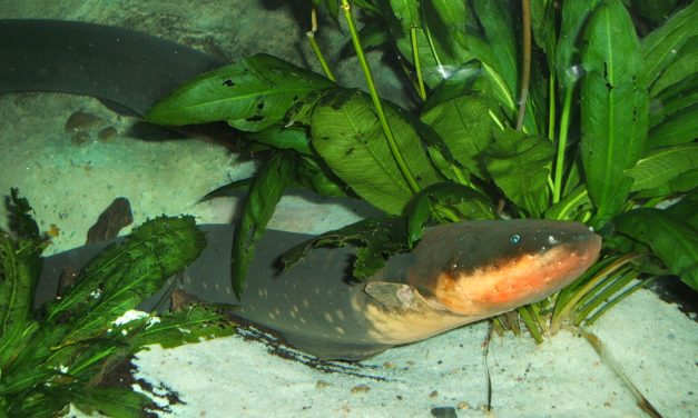 Belut Listrik Ikan Hewan Air Unik Bisa Menghasilkan Aliran Listrik