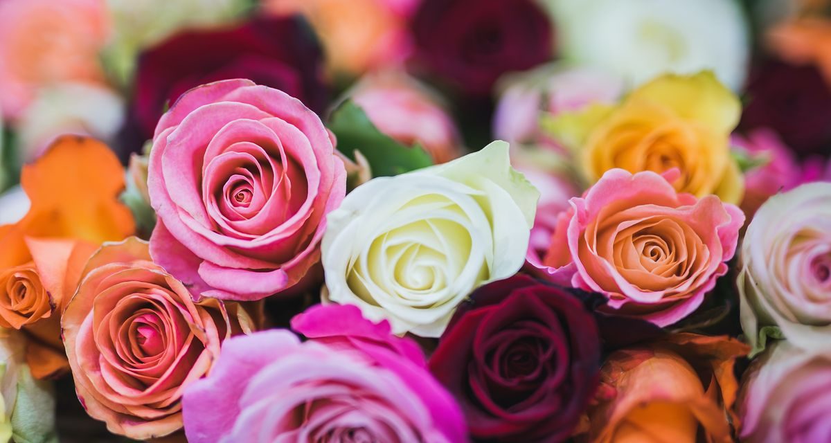 Makna Warna Mawar, Bahasa Rahasia Dalam Dunia Romansa