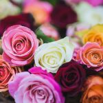 Makna Warna Mawar, Bahasa Rahasia Dalam Dunia Romansa
