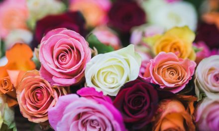 Makna Warna Mawar, Bahasa Rahasia Dalam Dunia Romansa