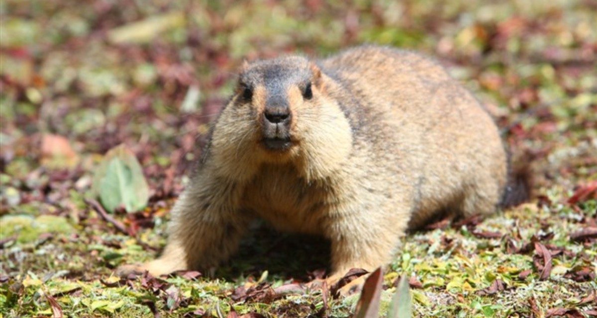 Marmut Himalaya, Fauna Lucu Yang Hidup Di Atas Awan