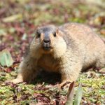 Marmut Himalaya, Fauna Lucu Yang Hidup Di Atas Awan