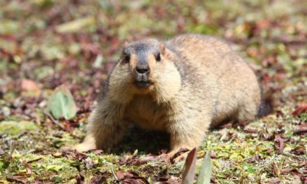 Marmut Himalaya, Fauna Lucu Yang Hidup Di Atas Awan