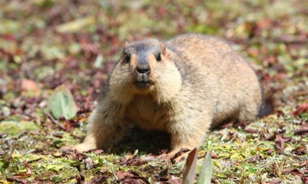 Marmut Himalaya, Fauna Lucu Yang Hidup Di Atas Awan