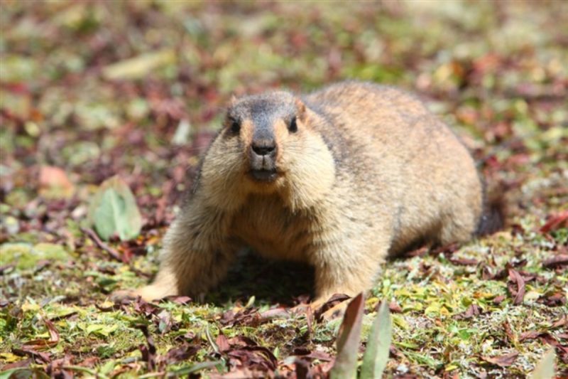 Marmut Himalaya