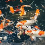 Bisnis Ikan Koi, Peluang Usaha Yang Menjanjikan dari Hobi