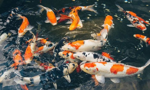 Bisnis Ikan Koi, Peluang Usaha Yang Menjanjikan dari Hobi