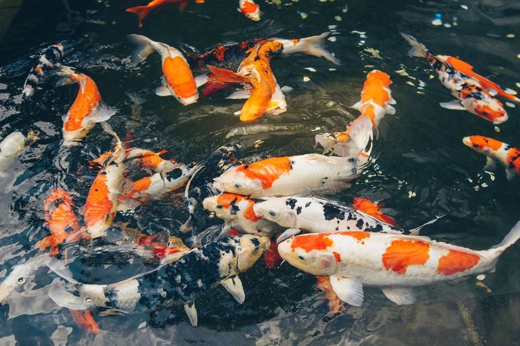 Bisnis Ikan Koi, Peluang Usaha Yang Menjanjikan dari Hobi