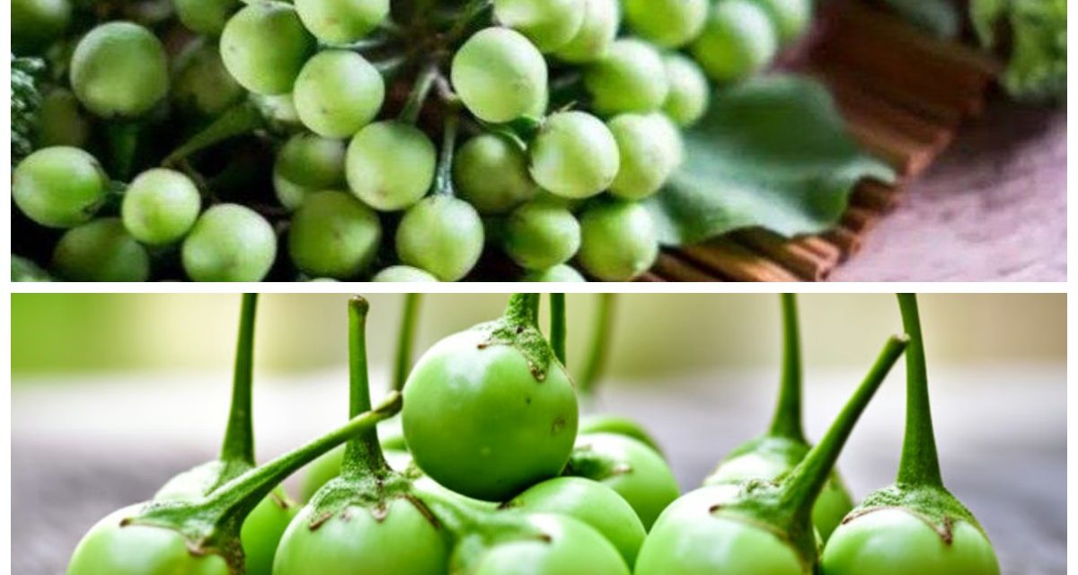 Khasiat Buah Rimbang Dapat Memperbaiki Kornea Mata