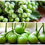 Khasiat Buah Rimbang Dapat Memperbaiki Kornea Mata