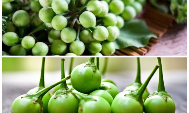 Khasiat Buah Rimbang Dapat Memperbaiki Kornea Mata