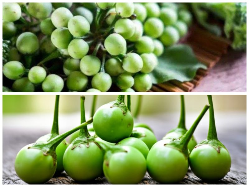 Khasiat Buah Rimbang
