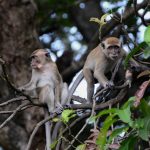 Monyet Lampung, Hidup Berdampingan dengan Masyarakat