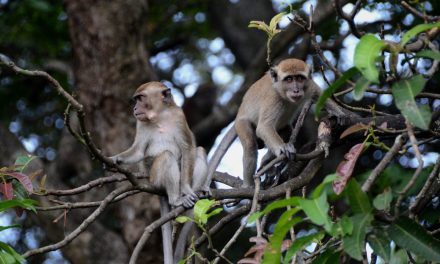 Monyet Lampung, Hidup Berdampingan dengan Masyarakat
