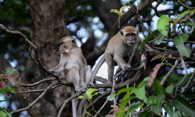 Monyet Lampung, Hidup Berdampingan dengan Masyarakat