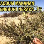 Pohon Neraka Sebuah Konsep Tradisi Mitologi Agama